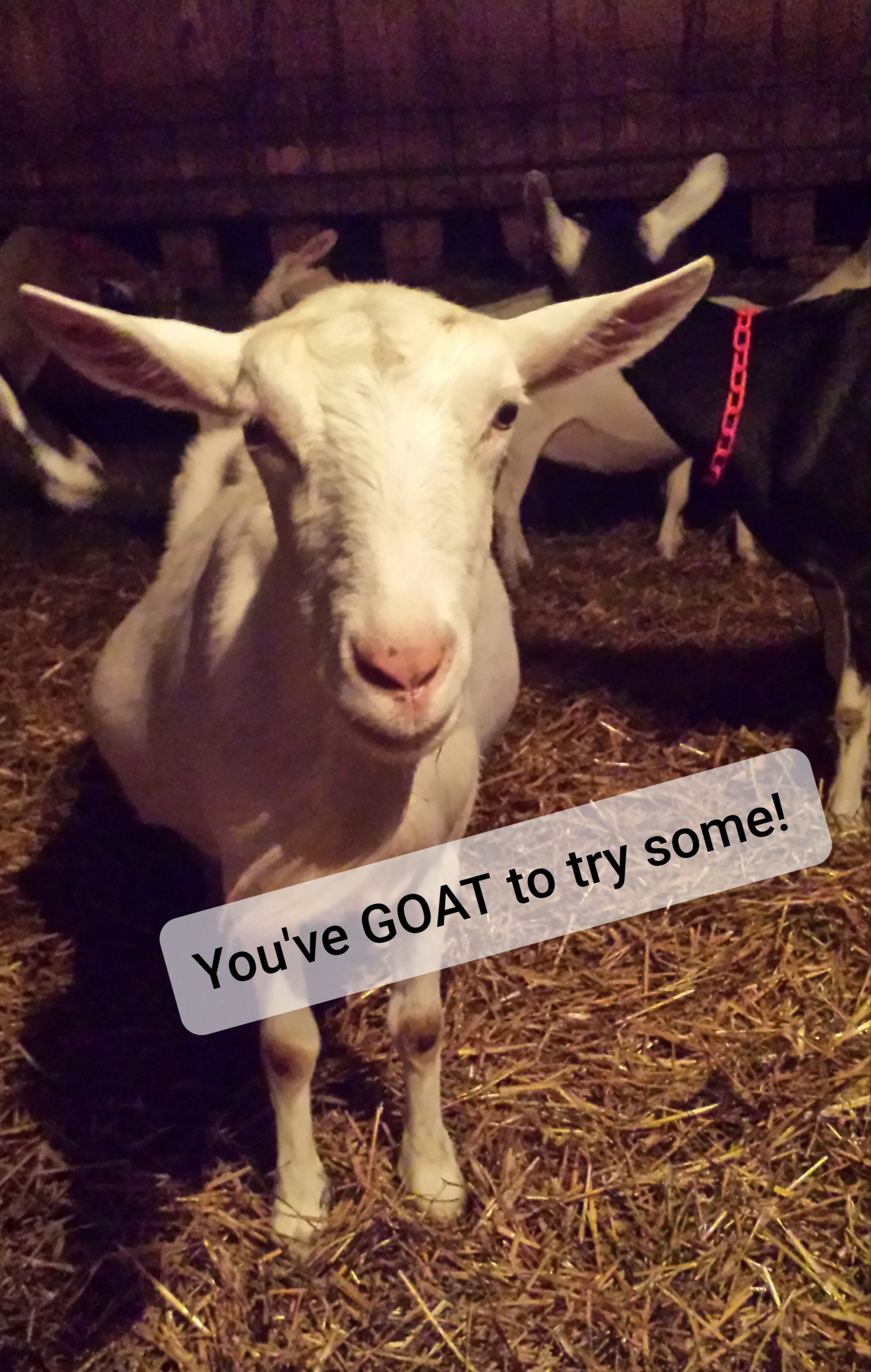 high goat meme